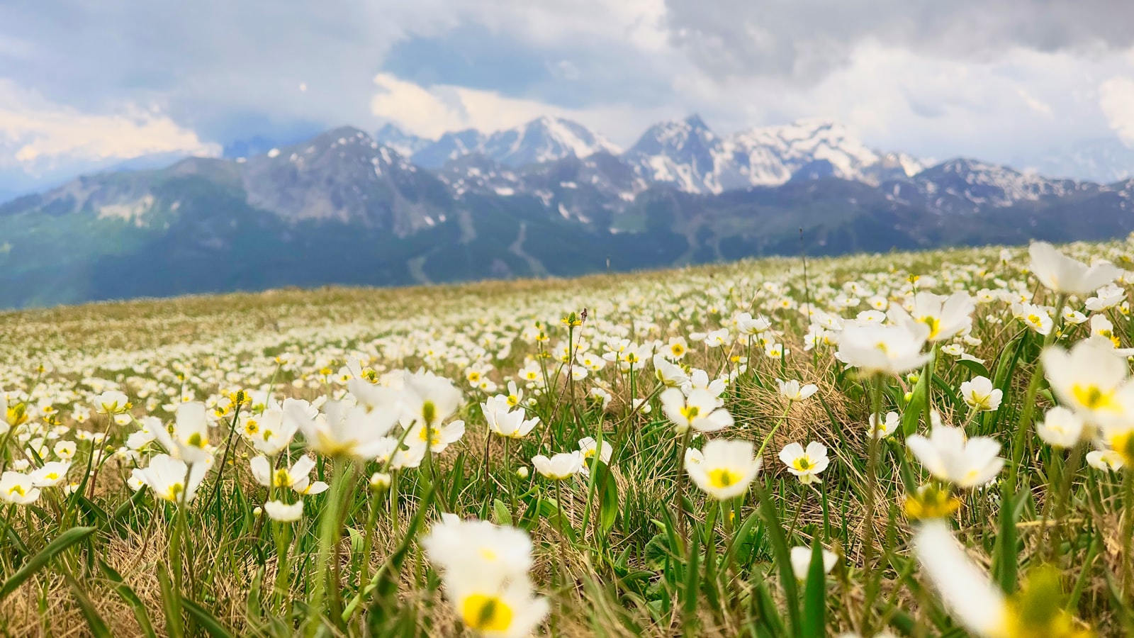 Alpine wildflowers with snow-capped mountains behind